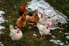 Il gallo e le galline