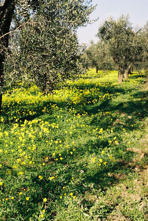 il gargano in fiore a gennaio