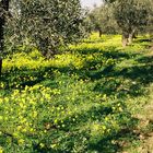 il gargano in fiore a gennaio