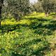 il gargano in fiore a gennaio