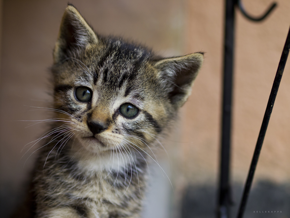 Il gattino triste di Calitri