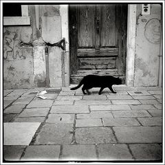 il gatto