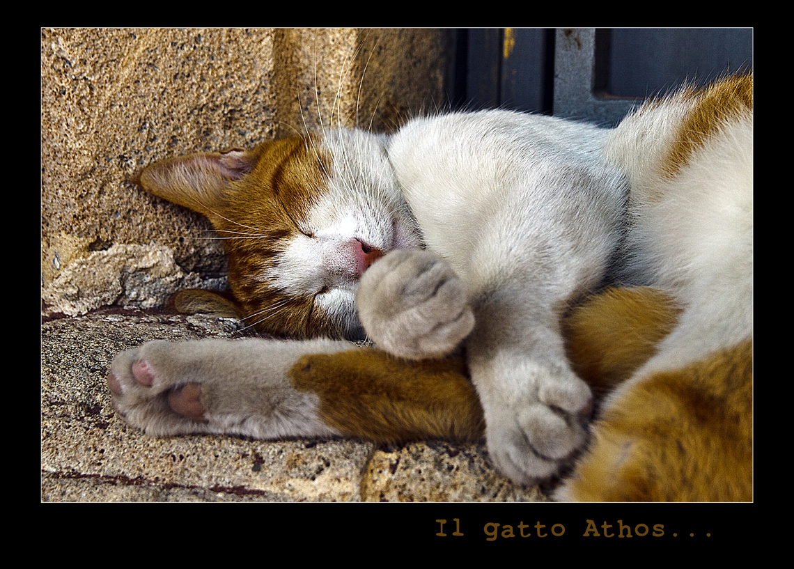 Il gatto Athos....