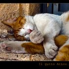 Il gatto Athos....