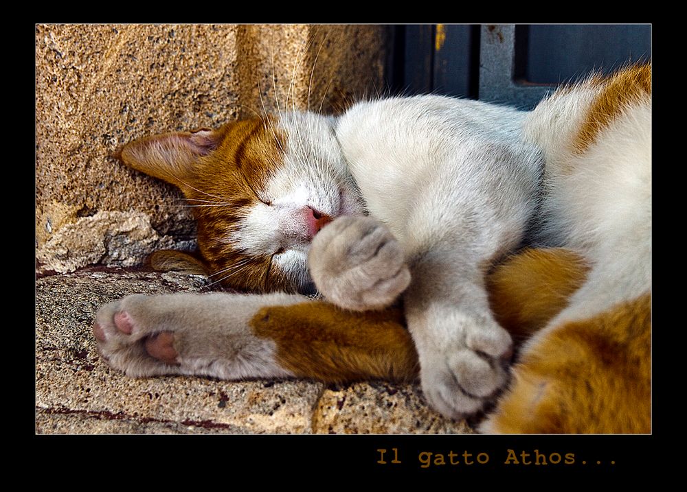 Il gatto Athos....