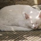 il gatto bianco
