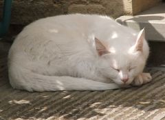 il gatto bianco