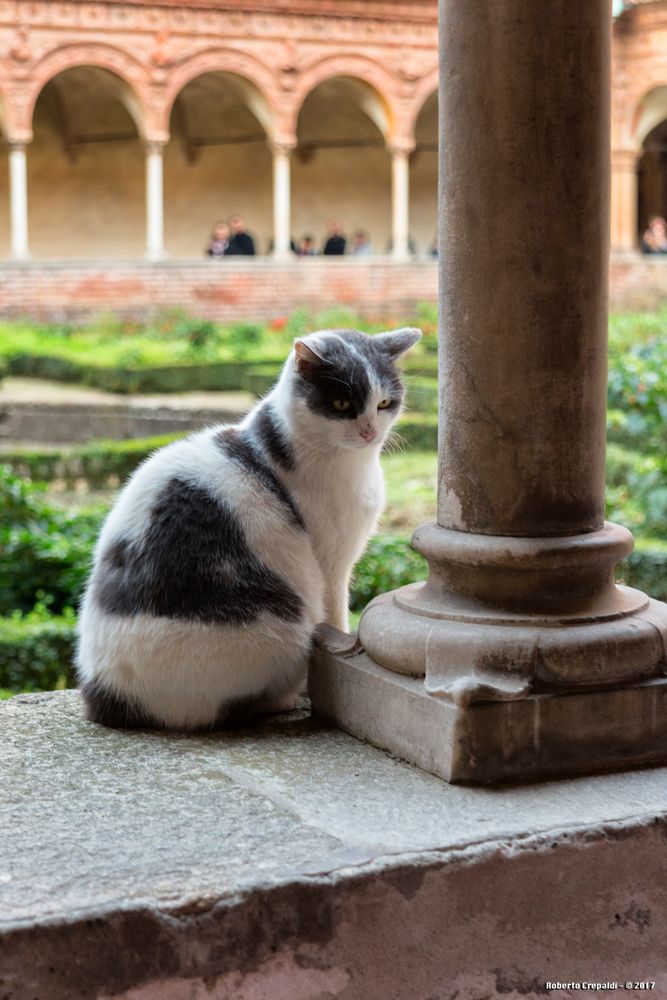 Il gatto del chiostro