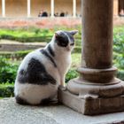 Il gatto del chiostro