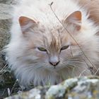 IL GATTO DELLA TORRE DI SUMMONTE(AV)