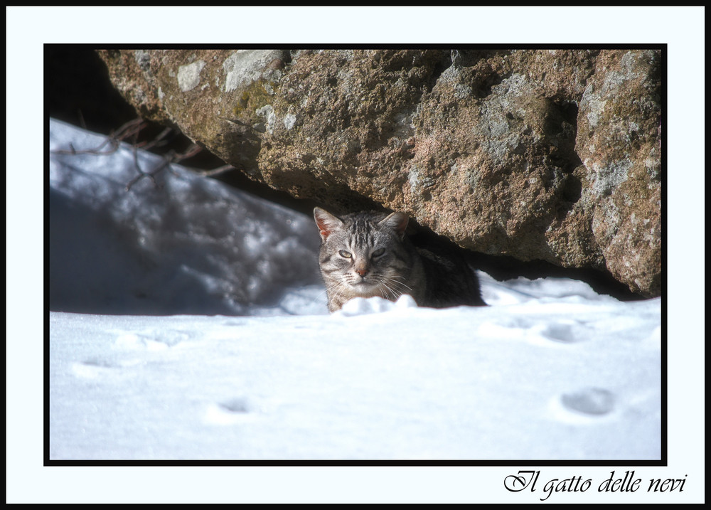 Il gatto delle nevi...