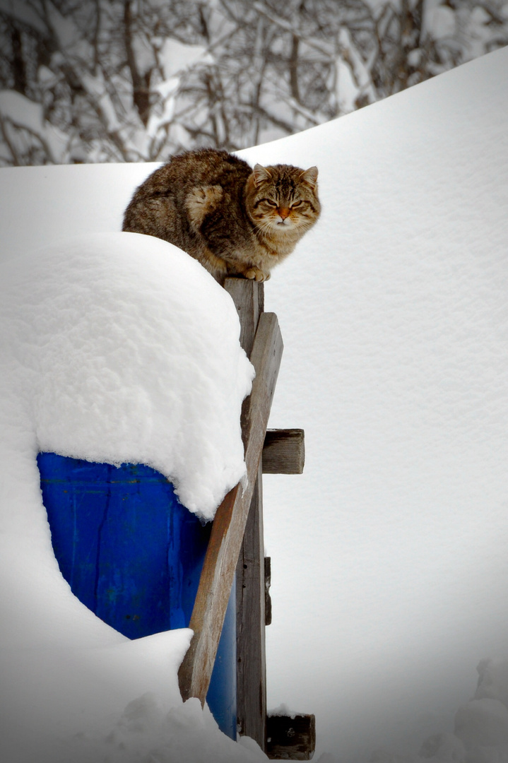 Il gatto delle nevi