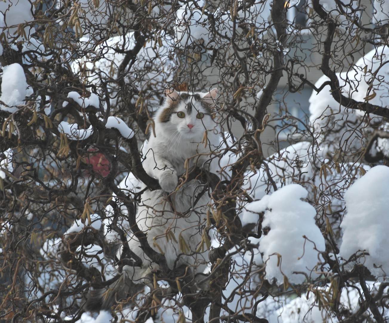 Il Gatto delle Nevi - Snowcat