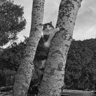 il gatto di cala moresca 3