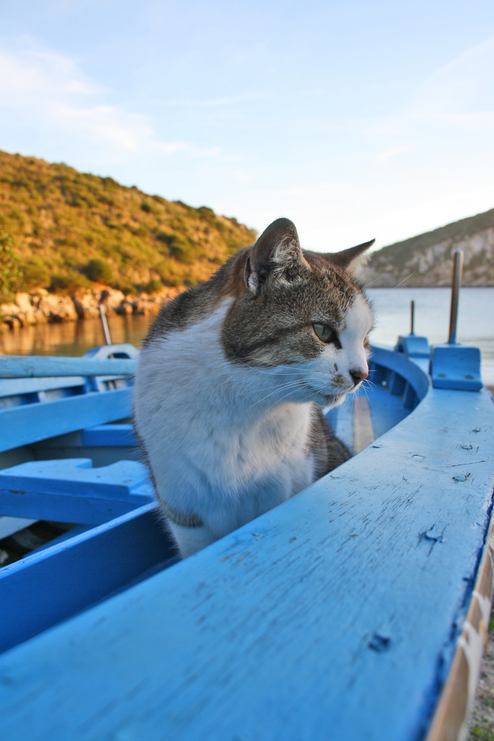 il gatto di cala moresca2