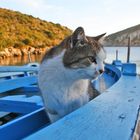 il gatto di cala moresca2