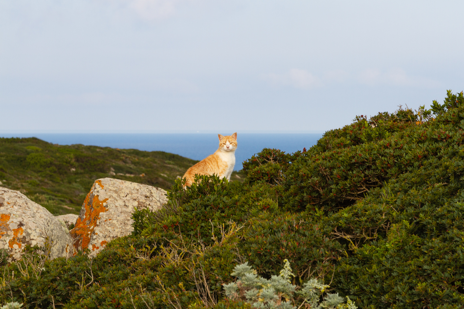 Il gatto di Capo San Marco