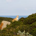 Il gatto di Capo San Marco