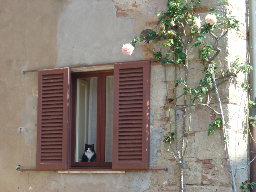 Il gatto di casa