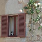 Il gatto di casa