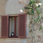 Il gatto di casa