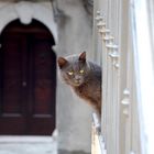 IL GATTO DI CORTE