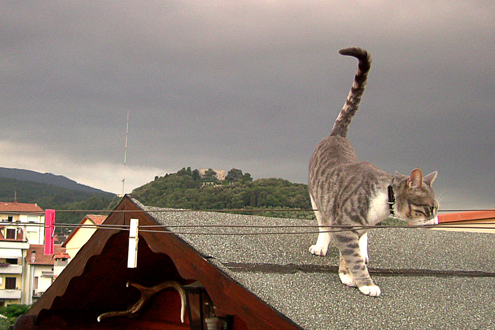 Il gatto di Laura