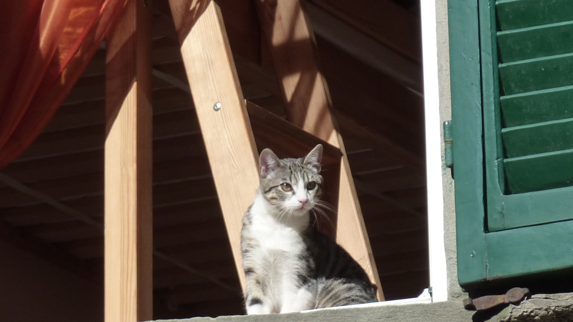 il gatto di Lucca