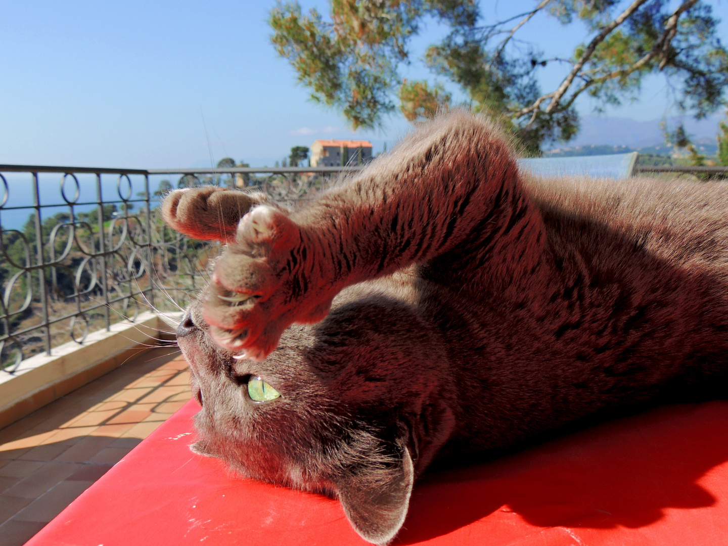 Il gatto di Lucia