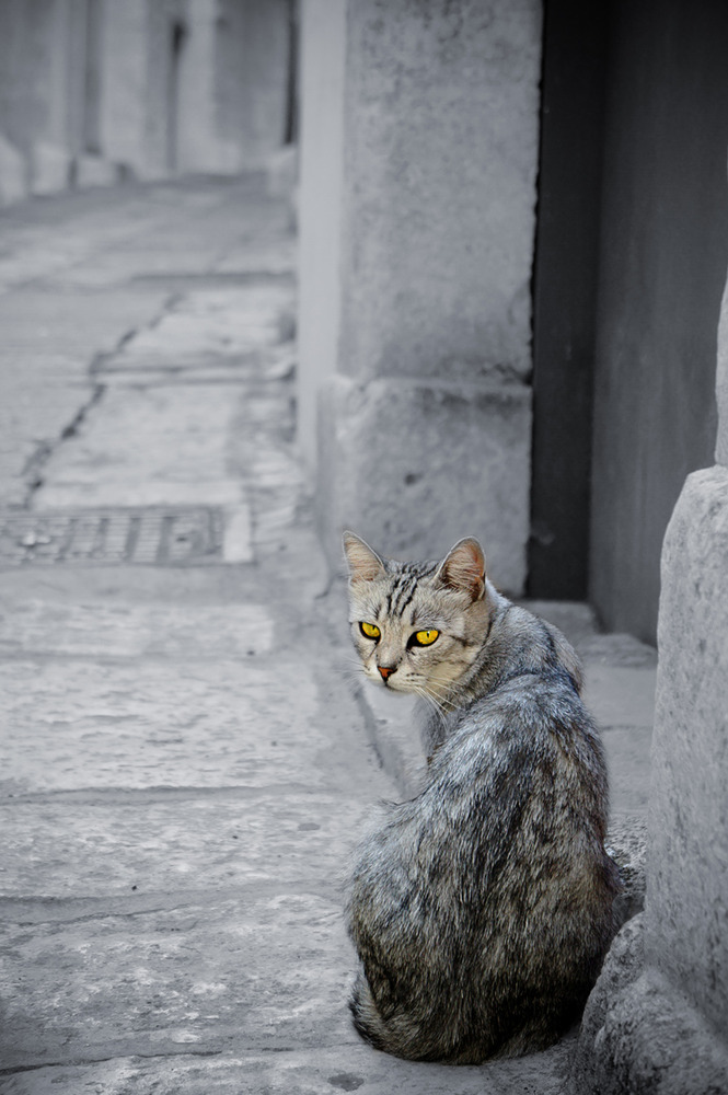 Il gatto di Ostuni