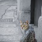 Il gatto di Ostuni