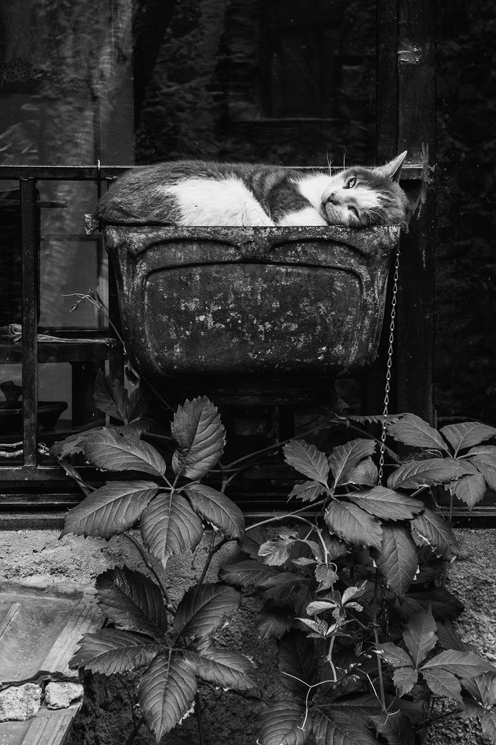 il gatto dormiente