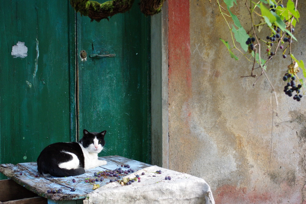 Il gatto e l'uva