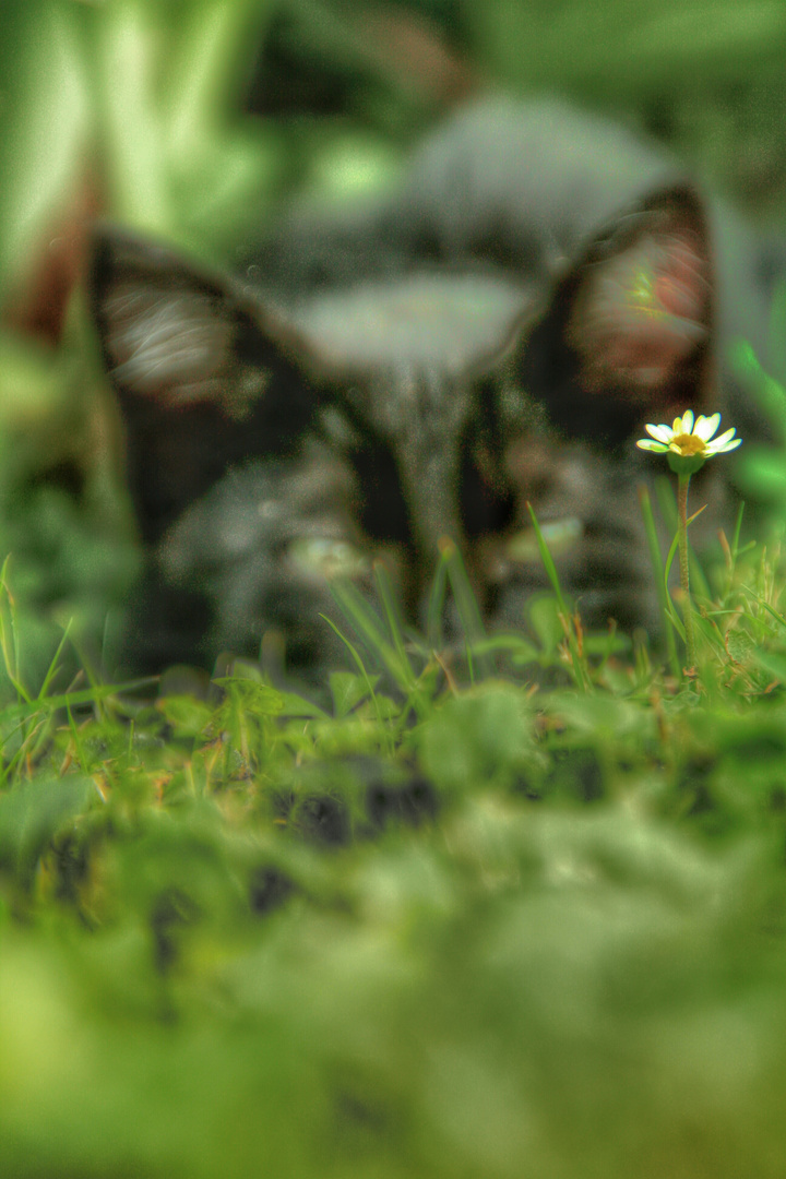 Il Gatto e Margherita