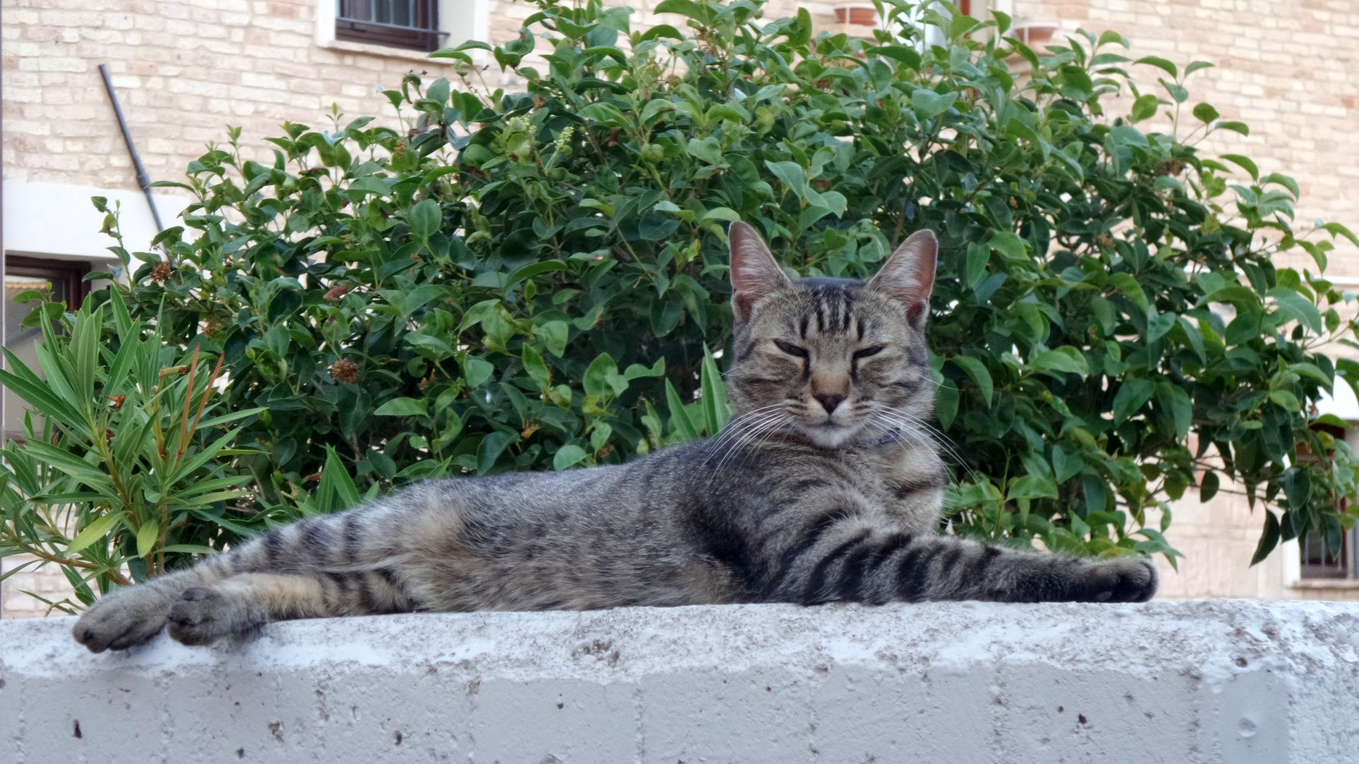 IL GATTO