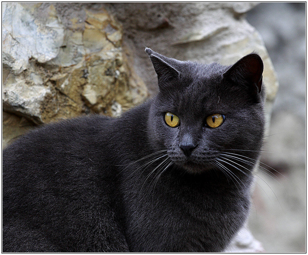 Il gatto Giulio....