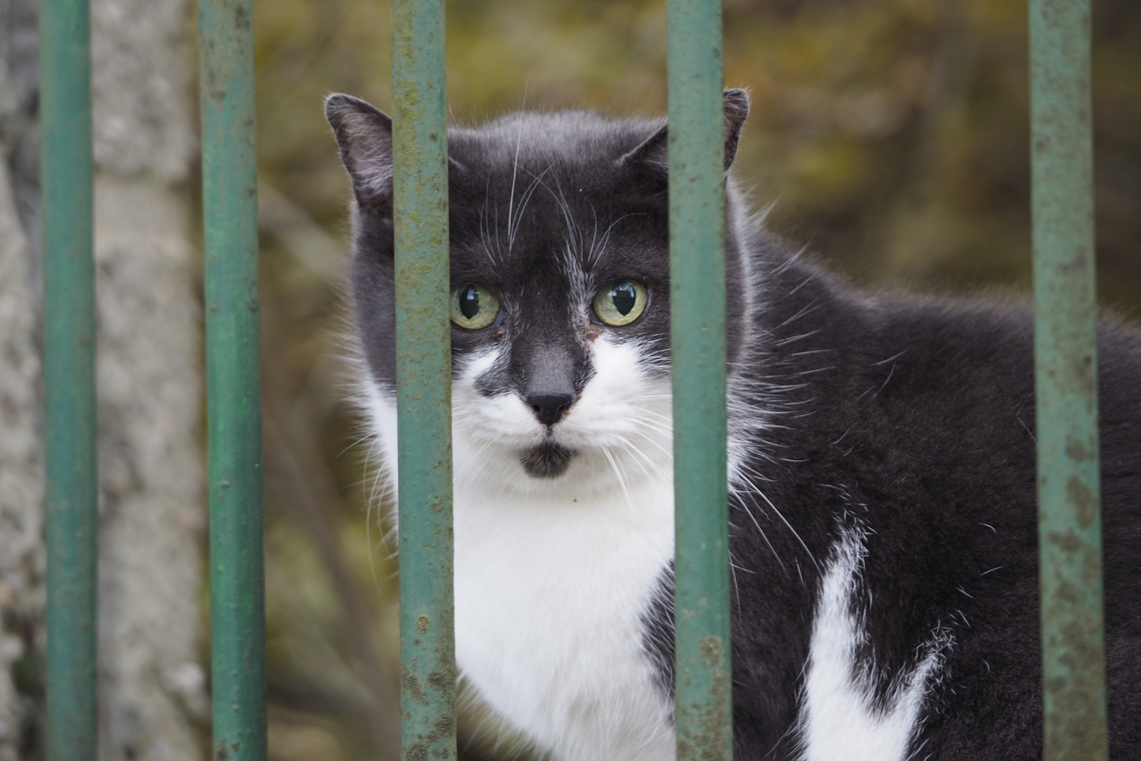 Il gatto grigio