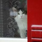 Il gatto in finestra