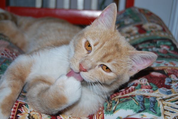 il gatto !!in pulizia...