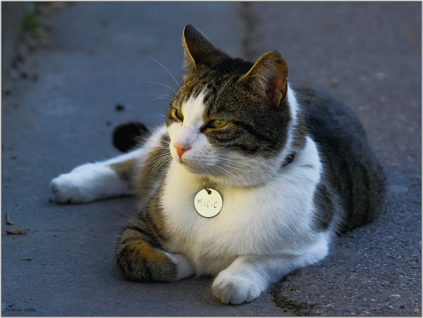 Il gatto MICIO