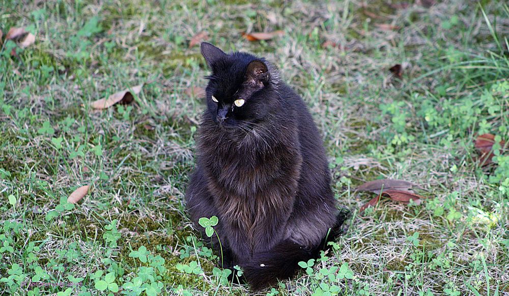 Il gatto nero.