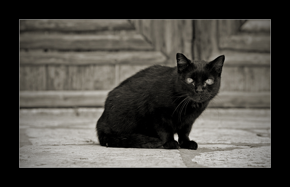 Il gatto nero