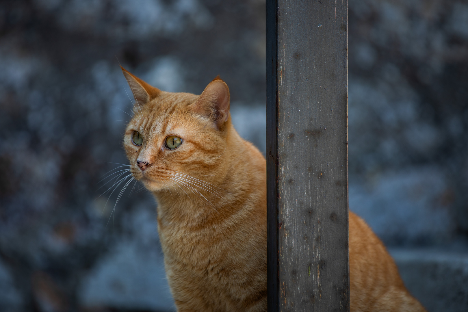 Il gatto no. due