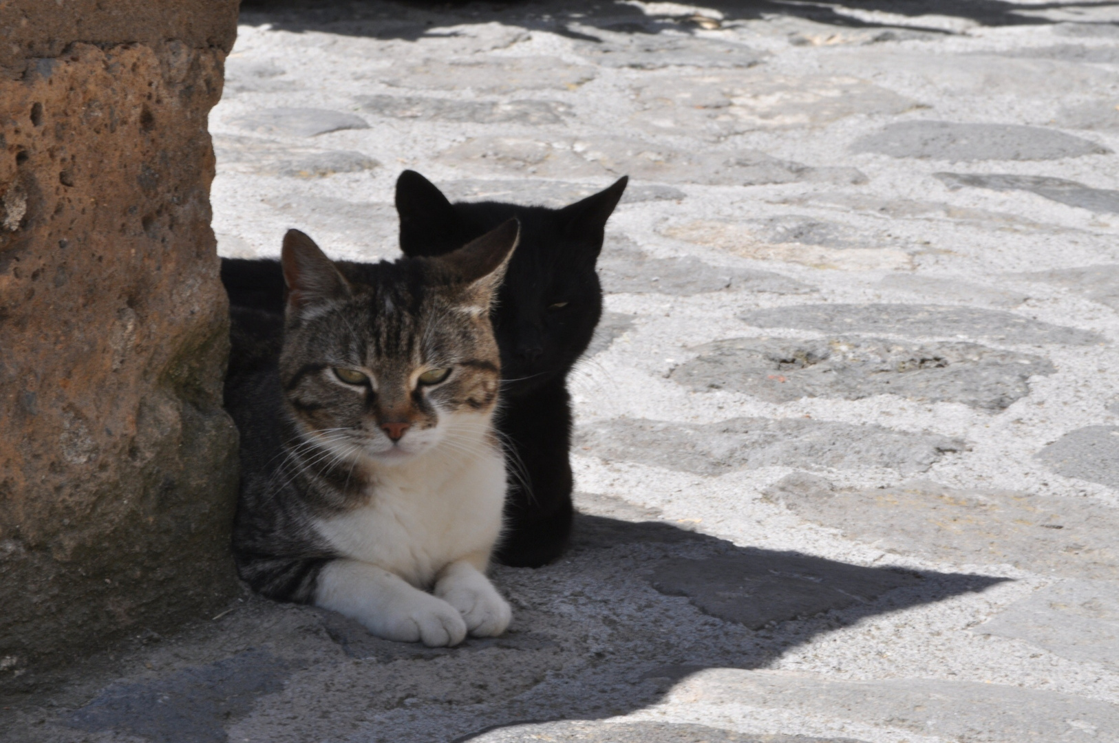 il gatto ombra