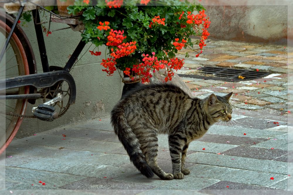 Il gatto Oscar.....