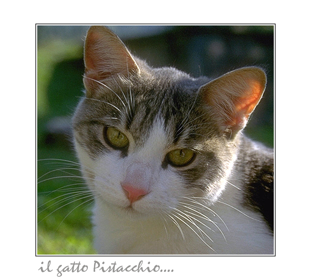 il gatto Pistacchio....