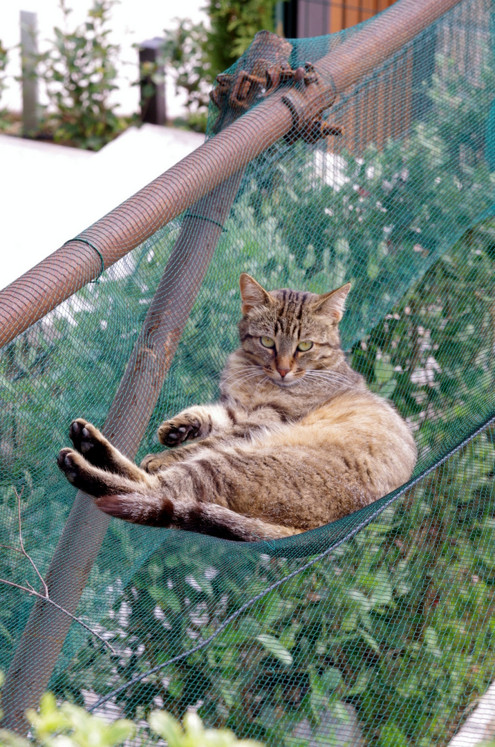 il gatto sospeso