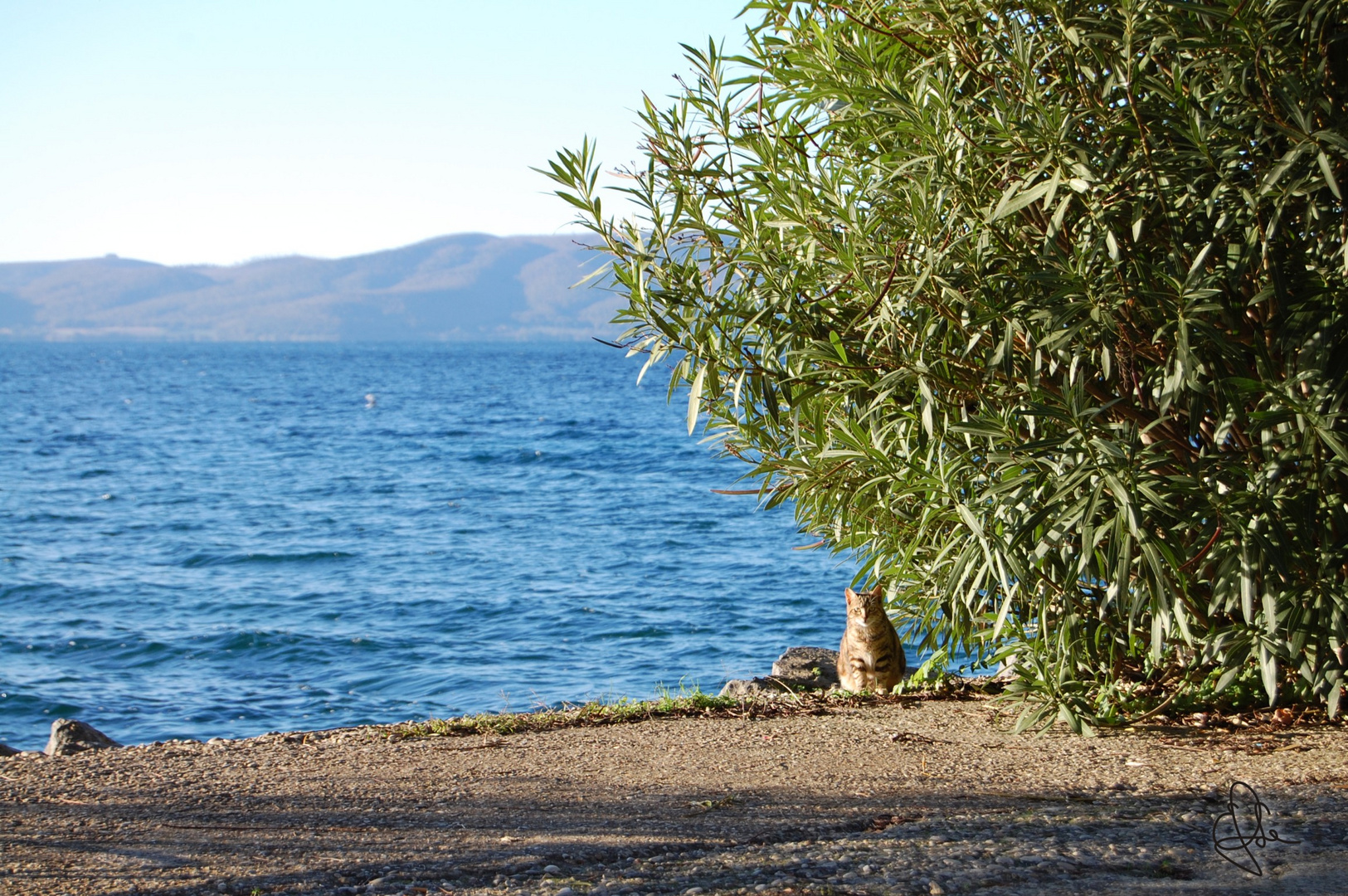 il gatto sul lago