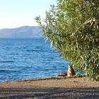 il gatto sul lago