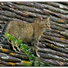 il gatto sul vecchio tetto ...